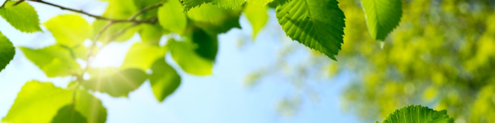 Clear sky and green leaves